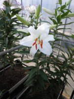 [1819 Sheila TL No02.JPG]